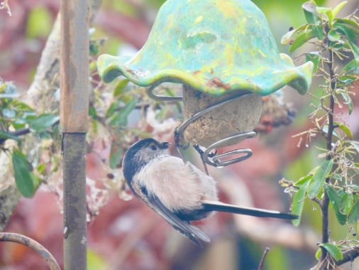 Longtail Tit on feeder